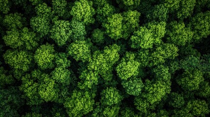 Fototapeta premium Aerial View of Lush Green Forest Canopy