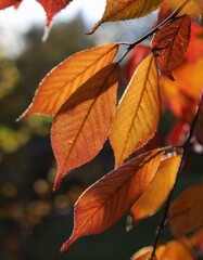 Obraz premium Maple leaves with an autumn feel. 