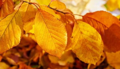 Maple leaves with an autumn feel. close up