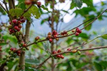 Coffee cherries growing on a branch in a lush, green environment coffee plantation the natural possibly in a mountainous organic nature coffee beans before roasting and making coffee business concept