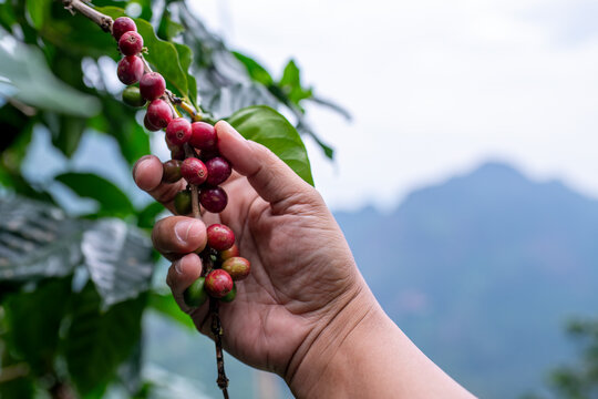 Coffee farmer holding ripened red coffee cherries growing on a coffee plant. The background includes lush green foliage, indicating the natural of a farm or plantation is smart farm analysis concept.