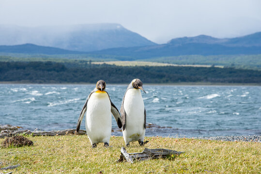 Two Emperor Penguins walk together seemingly hand-in-hand on Martillo Island near Ushuaia in Patagonia