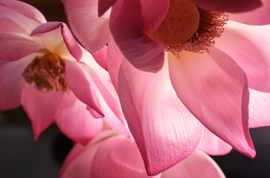 Closeup of blooming lotus flowers on a bright background at home