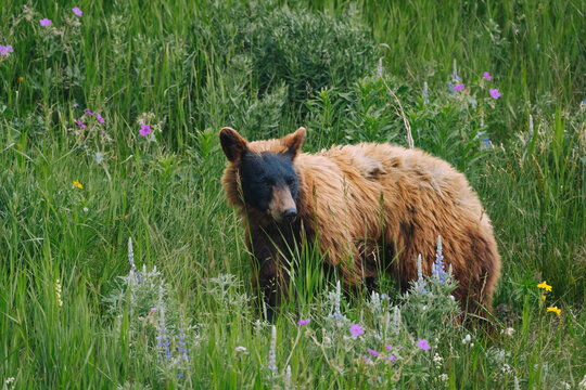 Young Black Bear in the Wildflowers