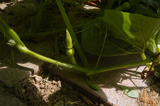 Zucchini growing