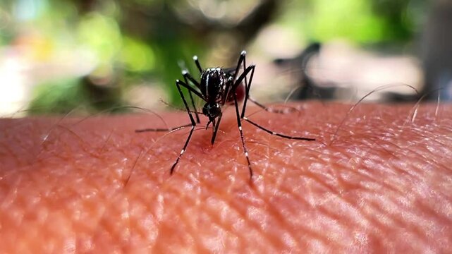 Mosquito bites human skin 