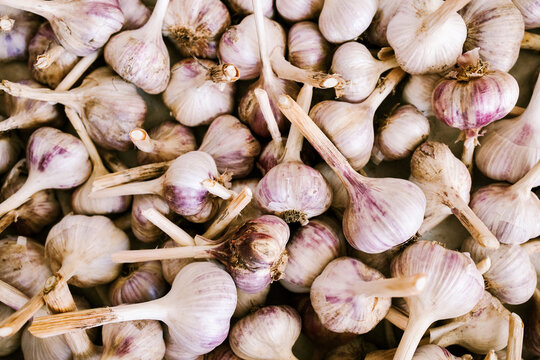 Fresh Garlic Bulbs for Cooking