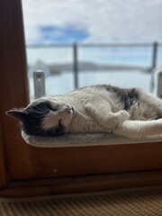 cat sleeping by the window