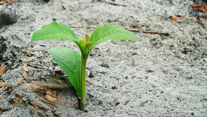 Teak tree shoots grow in soil full of ash. Fresh green leaves. Focus selected