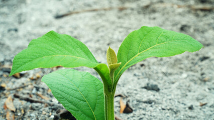 Teak tree shoots grow in soil full of ash. Fresh green leaves. Focus selected