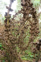 many pine cone on a branch