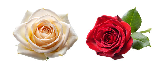 Beautiful Rose Flower Head Collection - PNG Graphic with Transparent Background