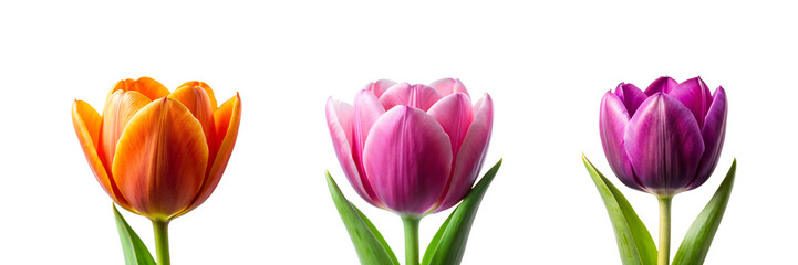 Naklejka premium Front View of a Different Type of Tulip Flower Collection on Transparent Background