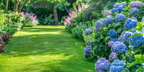 Blooming hydrangea Annabelle in a summertime private garden Gorgeous path and lush lawn border Exquisite landscape design