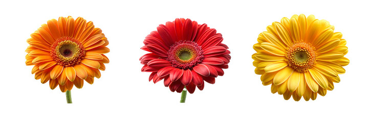 High-Resolution Daisy Flower Collection from, Front View on Transparent Background