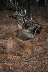 ciervo con gran cornamenta estirado en pasto seco