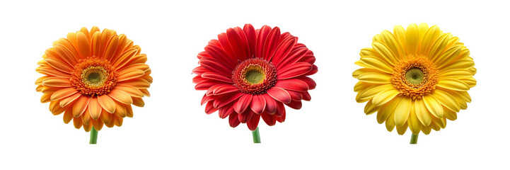 High-Resolution Daisy Flower Collection from, Front View on Transparent Background