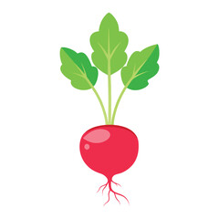 Illustration of Radish sprout with the root
