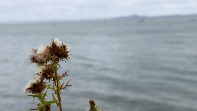Thistle by the Scottish Coastline
