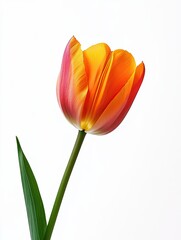 Tulip isolated on white background AI Generated
