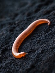 Earthworm isolated on abstract background