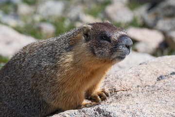 marmot in the mountains