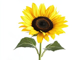 Sunflower isolated on white background AI Generated
