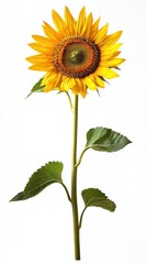Fototapeta premium Sunflower isolated on white background AI Generated