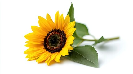 Obraz premium Sunflower isolated on white background AI Generated