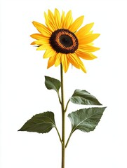 Fototapeta premium Sunflower isolated on white background AI Generated