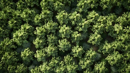 Aerial view of a palm grove