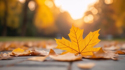 Golden Autumn Leaf: A single, vibrant maple leaf rests on a pathway, bathed in the warm glow of the setting sun. The image evokes a sense of peace and tranquility