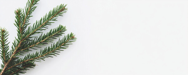 Obraz premium Minimal evergreen branch on white background, perfect for holiday designs and seasonal decorations.