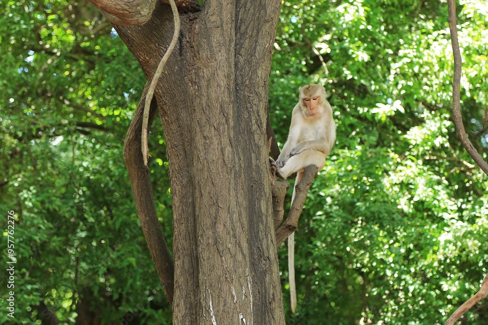 Wall mural monkey