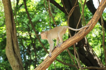 Monkey