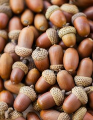 Acorns piled up on the floor. oak fruit