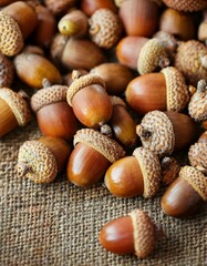 Acorns piled up on the floor. oak fruit