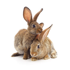 Two gray rabbits.