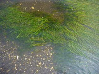 Seaweed and pebbles in shallow low tide water on Busse lagoon seabed, Sakhalin