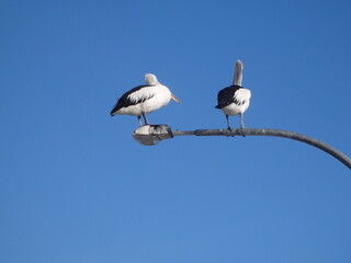 pelican on a pole