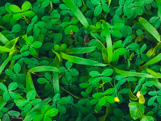 Green leaves background and textured.