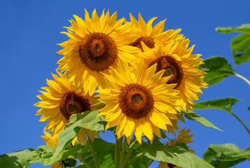 A group of sunflowers against blue sky. 