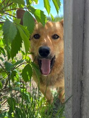 Funny dog stick out tongue and looking at camera.