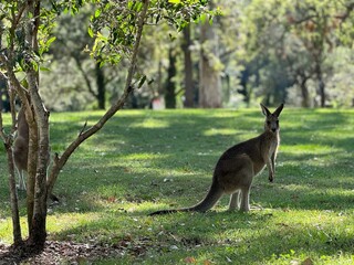 kangaroo in the park