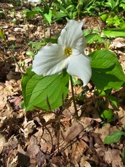 flower in the forest
