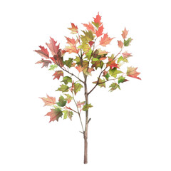 Fototapeta premium A Vibrant Autumn Leaf Branch Showcasing Radiant Reds, Greens, and Yellows, Evoking the Essence of Fall With Its Lush Foliage and Delicate Twigs in Each Unique Leaf.