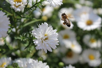 bee on a white flower background