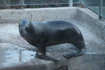 Lobo marino