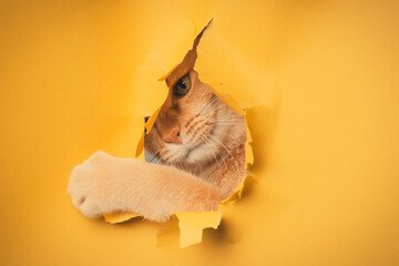 cat on a yellow background