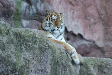 Tigre Zoo Nacional Santiago